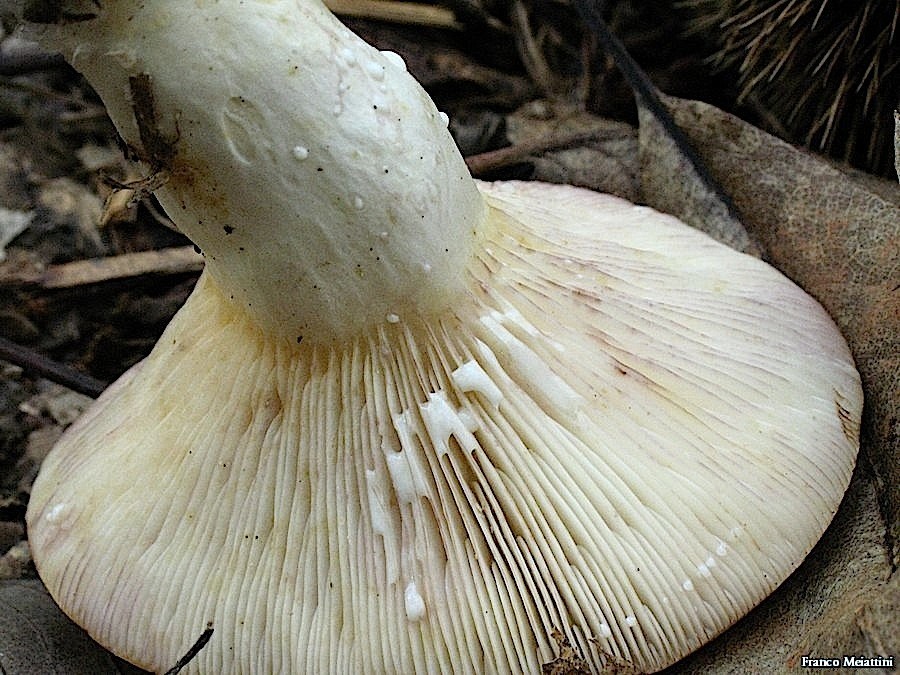 Lactarius da determinare